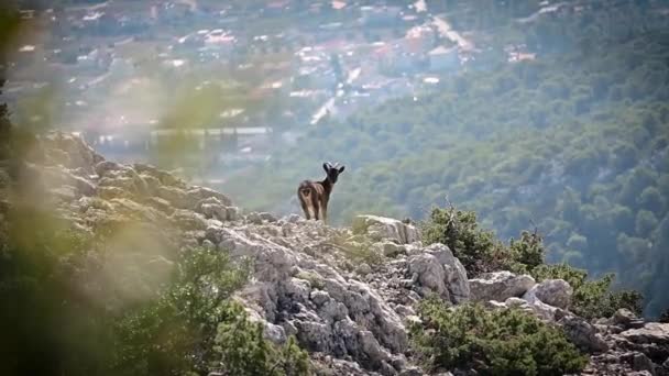 Capre Selvatiche Cretesi Capra Aegagrus Cretica Che Camminano Una Roccia — Video Stock