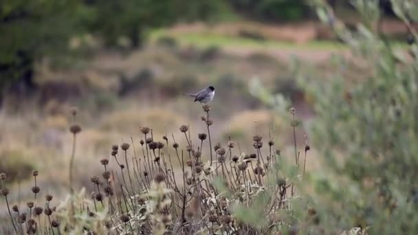 Sardijnse Warbler Vogel Top Van Een Struik Met Mooie Zachte — Stockvideo