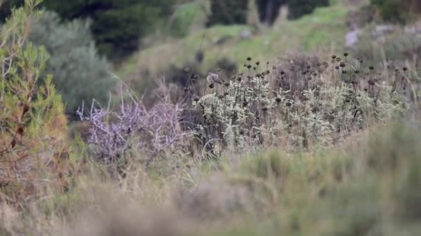 Wideo Formacie Pokazuje Samicę Czarnego Rudego Ptaka Siedzącego Krzewie Naturze — Wideo stockowe
