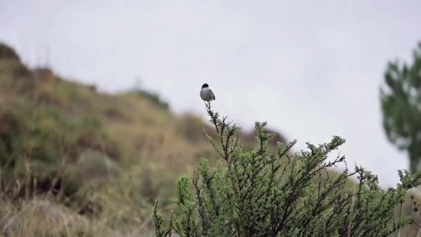 ブッシュの上に座っているオスのイワシのウォーブラー鳥 — ストック動画