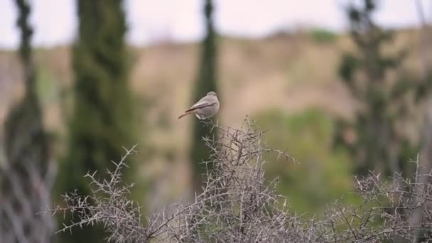 Ein Niedliches Kleines Hausrotschwanz Weibchen Das Sich Auf Einem Zweig — Stockvideo