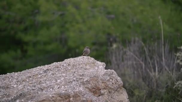 Ένα Θηλυκό Redstart Πουλί Στέκεται Ένα Μεγάλο Βράχο Στη Φύση — Αρχείο Βίντεο