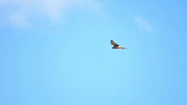 Cernícalo Común Volando Cielo Azul — Vídeos de Stock