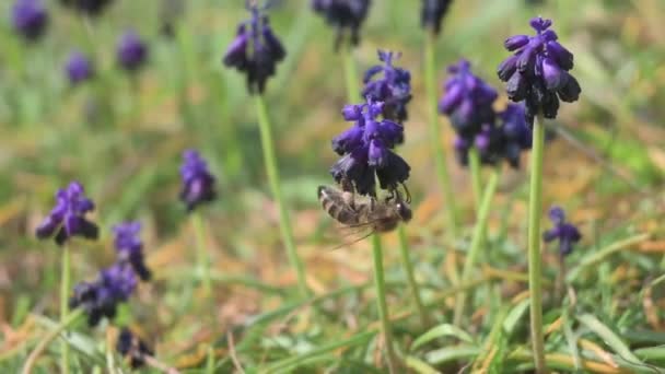Κοντινό Πλάνο Μιας Μέλισσας Που Πετάει Γύρω Από Ένα Φυτό — Αρχείο Βίντεο