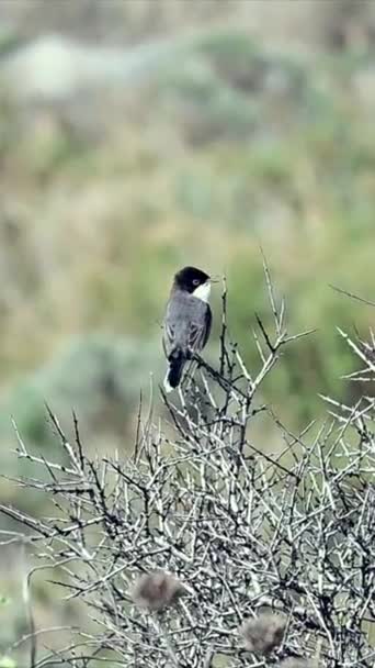 垂直ビデオは 自然の中でブッシュの上に黒い頭を持つ男性のイワシのワーブラー鳥を示しています — ストック動画