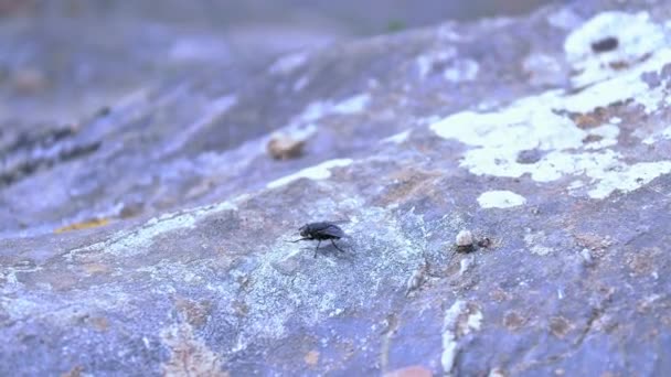 录像显示一只苍蝇坐在岩石上揉着她的脚 — 图库视频影像