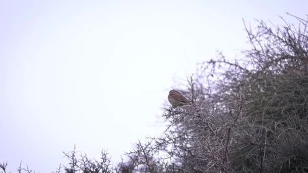 Männlicher Zirkel-Ammon-Vogel sitzt auf einem Busch.