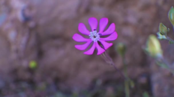 Una Flor Silene Colorata Sacudida Por Viento Bonito Fondo Suave — Vídeo de stock