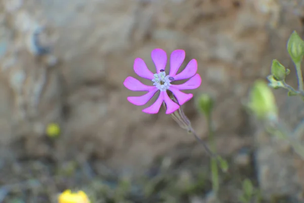 Μακρο Φωτογραφία Του Μικρού Μοβ Λουλουδιού Silene Colorata — Φωτογραφία Αρχείου