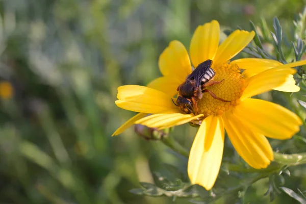 Großaufnahme Einer Wespe Auf Einer Gelben Blume — Stockfoto