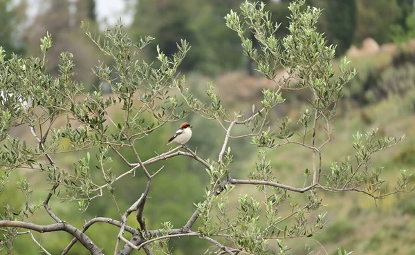 Oiseau Pies Grièche Sur Arbre — Photo