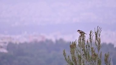 Köknar ağacının tepesinde oturan bir örümcekkuşu..