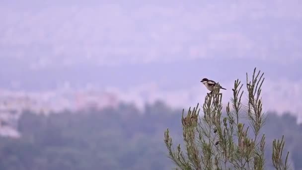 Köknar Ağacının Tepesinde Oturan Bir Örümcekkuşu — Stok video