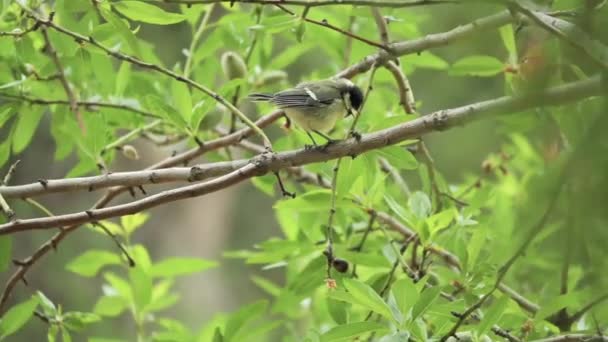 Close Young Great Tit Bird Perched Branch Tree — Stok video