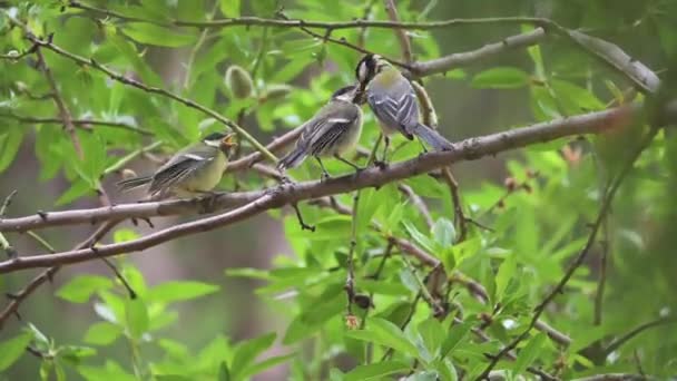 Great Tit Bird Feeding Insects His Chicks 60Fps Footage — Stok video