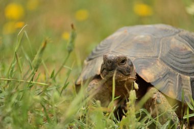 Close up of a turtle's head. Nice soft background