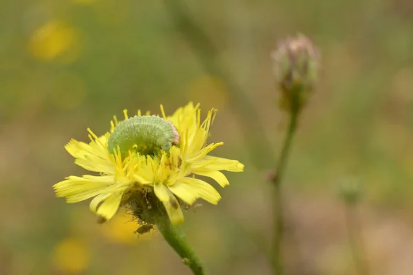 Close Caterpillar Flower Nice Soft Background — Photo