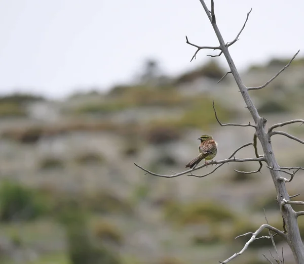 Bir Dal Üzerinde Oturan Daire Kiraz Kuşu Emberiza Cirlus — Stok fotoğraf