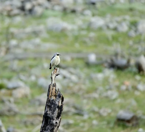 Oiseau Oreilles Noires Tient Debout Sur Côté Arbre Coupé — Photo