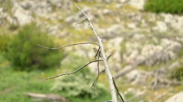 Footage Female Cirl Bunting Bird Resting Tree — Stock Video