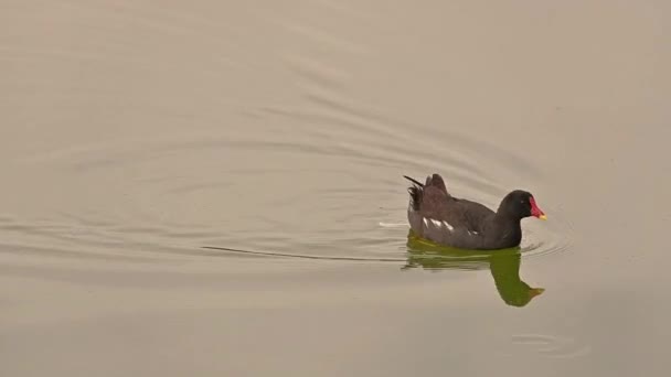 Tracking Shot Van Een Common Moorhen Vogel Zwemmen Bij Een — Stockvideo