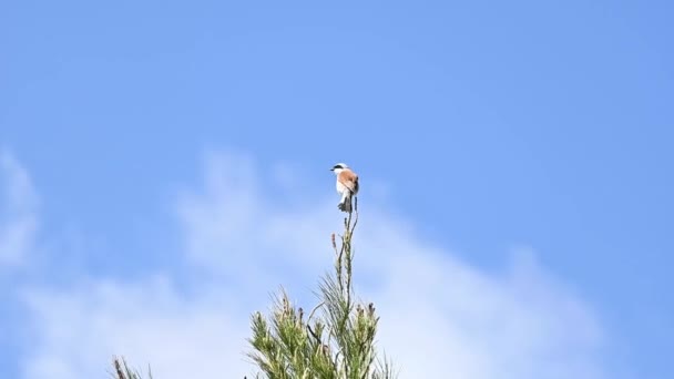 Pie Grièche Dos Rouge Sommet Arbre — Video