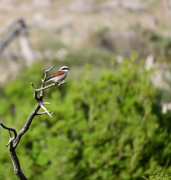 Pájaro Paseriforme Espalda Roja Parado Sobre Una Ramita —  Fotos de Stock