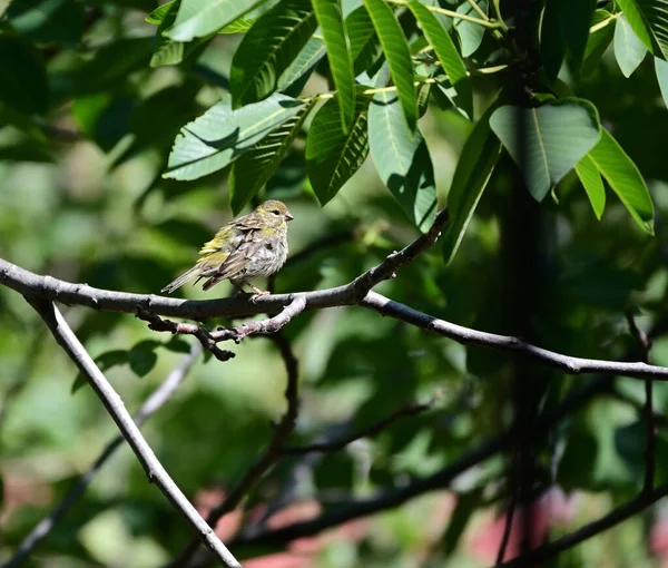 Pájaro Serino Europeo Posado Sobre Árbol —  Fotos de Stock