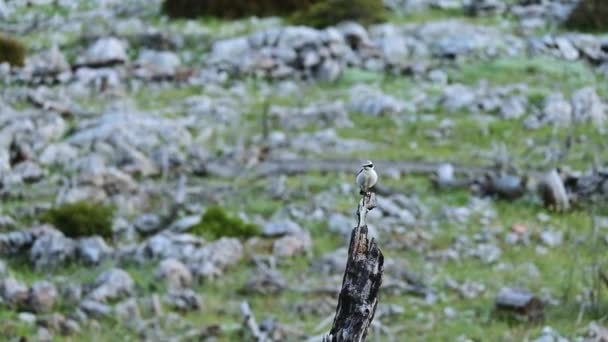 Oreille Noire Ouest Assise Sur Sommet Arbre Coupé — Video