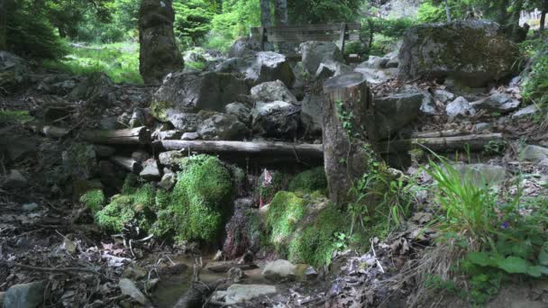 Statický Výstřel Pramene Lese Koncept Rekreace — Stock video