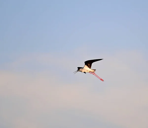 Снимке Показан Летающий Черноволосый Олень — стоковое фото