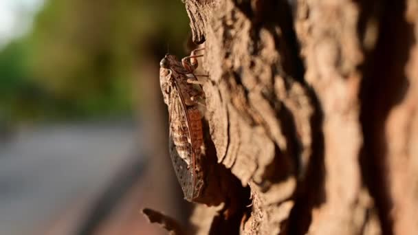 Close Cicada Hmyz Borovici Nice Soft Background — Stock video