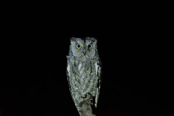 Close Foto Van Een Euraziatische Scops Uil Top Van Een — Stockfoto