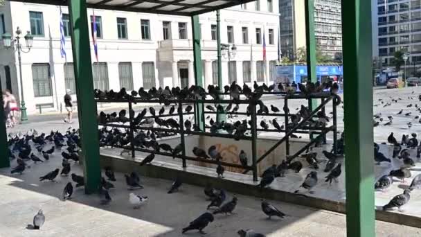 Athens Greece August 2021 Dozens Pigeons Sitting Railings Square City — Stockvideo