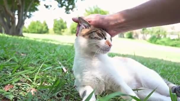 Människan Smeker Katt Park Begreppet Sällskapsdjur — Stockvideo