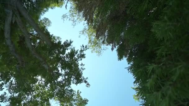 Dół Ruch Kamery Wędruje Koryta Drzew Odsłania Błękitne Niebo Promienie — Wideo stockowe