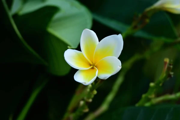 Flor Plumeria Cerca —  Fotos de Stock