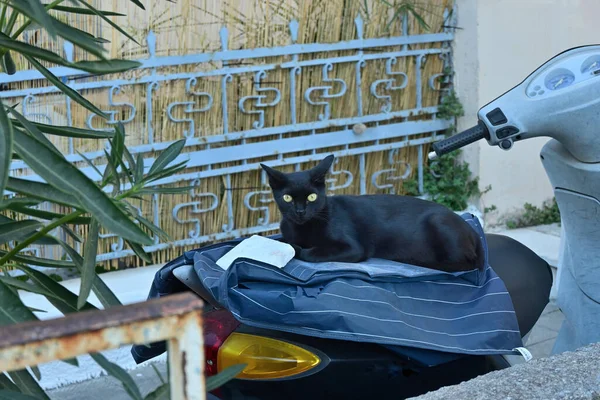 Černá Kočka Lesklýma Světle Zelenýma Očima Sedí Skútru Dívá Kamery — Stock fotografie