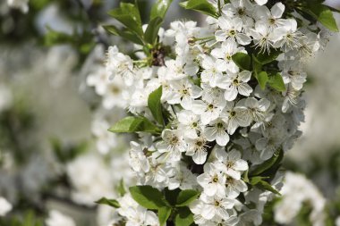 Kiraz çiçekleri erken bahar bahçe