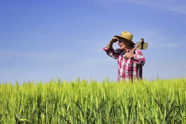 Farmer standing in wheat field and looking across — Stock Photo, Image