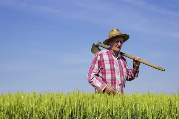 Farmer walking through wheat field on sunny day — Stock Photo, Image
