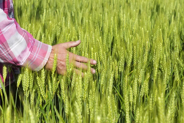 Farmers hand in wheat field — Stock Photo, Image