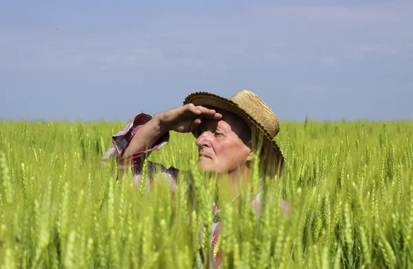 Buğday alanında gizli çiftçi onun hasat korumak