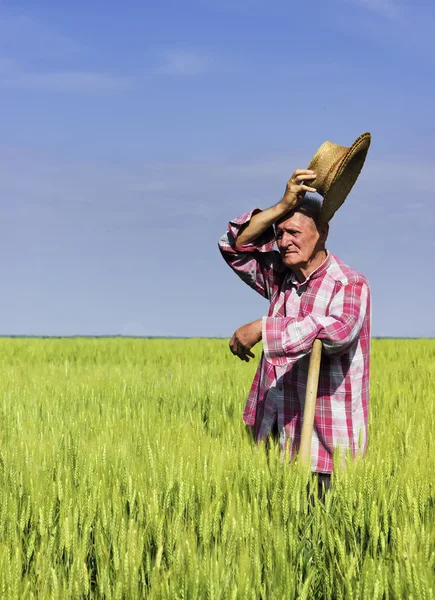 Old farmer wipe the sweat on break from work in field — Stock Photo, Image