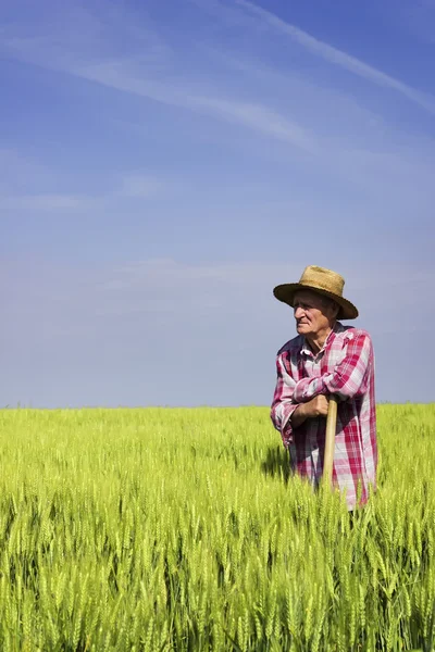 Little break from work in wheat field — Stock Photo, Image