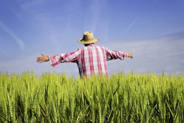 Human scarecrow in beautiful green wheat field — Stock Photo, Image