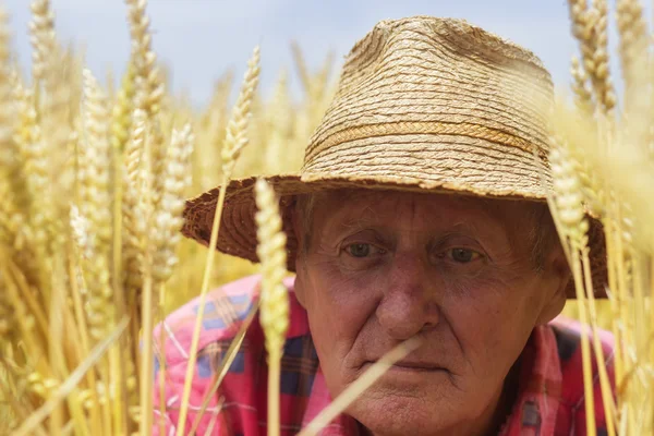 Farmer in wheat field close up — Stock Photo, Image