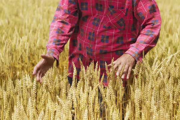 Farmer checks whether the wheat is ready for harvest — Stock Photo, Image