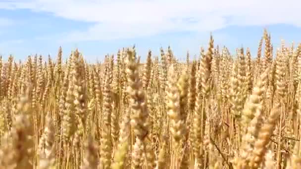 Champ de blé jaune prêt pour la récolte 