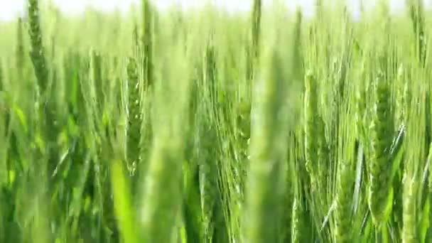 Footage of green wheat — Stock Video